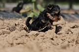 YORKSHIRE TERRIER 443